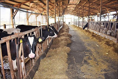 Animal Husbandry